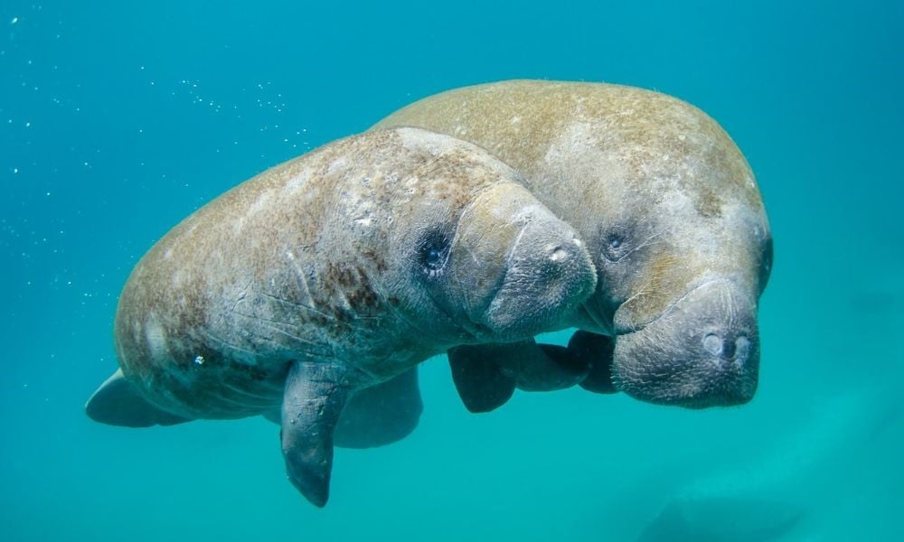 two manatees underwater