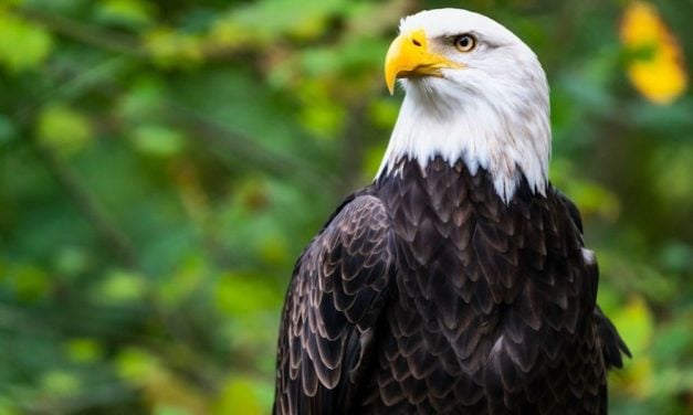 Activists Stand Guard to Stop Bald Eagles’ Homes From Being Chopped Down