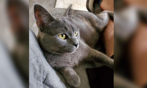 PETITION UPDATE: Tortured Cat Finds Forever Home While Abuser Heads to Prison