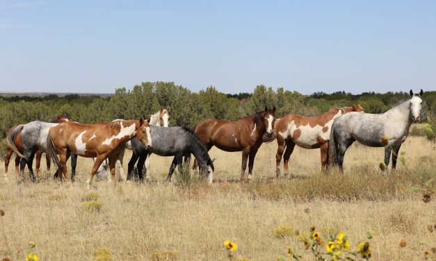 500 Wild Horses To Live in Peaceful Refuge