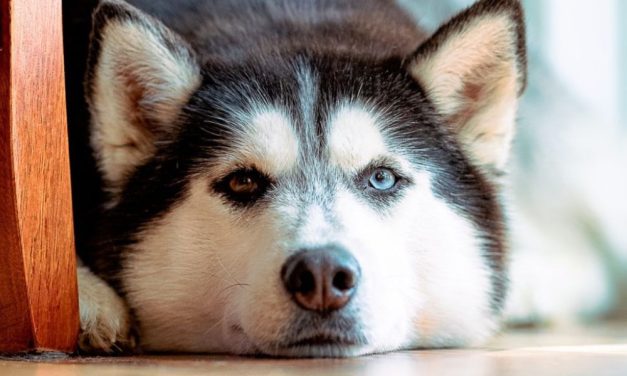 PETITION UPDATE: Woman Who Skinned Husky Gets Disappointingly Weak Sentence