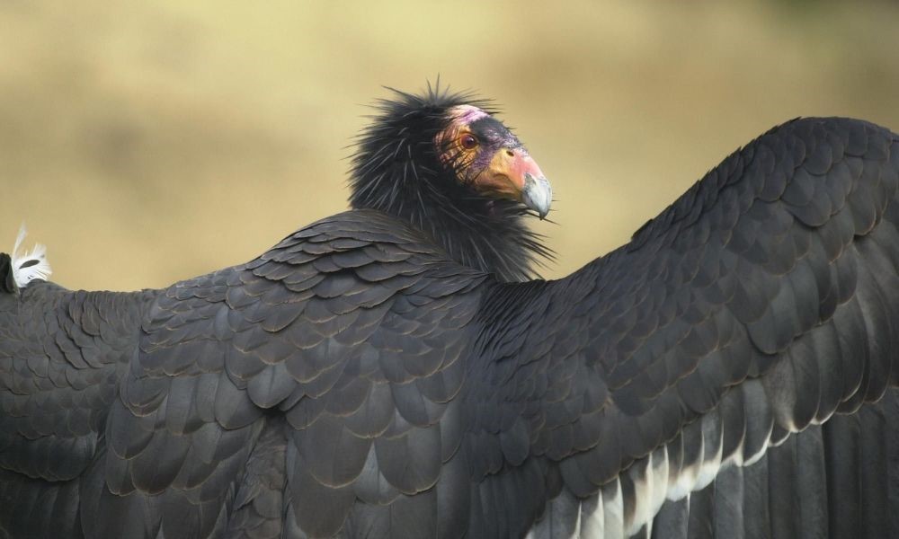 california condor about to fly