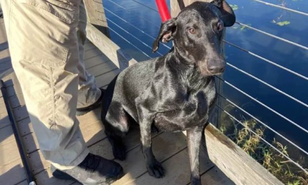 Dog Stuck in Pond Saved Thanks to Caring Community