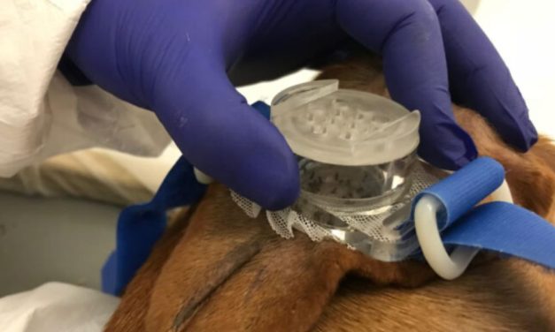 Owner-Surrendered Dogs Reportedly Used in Deadly Experiments at University of Iowa