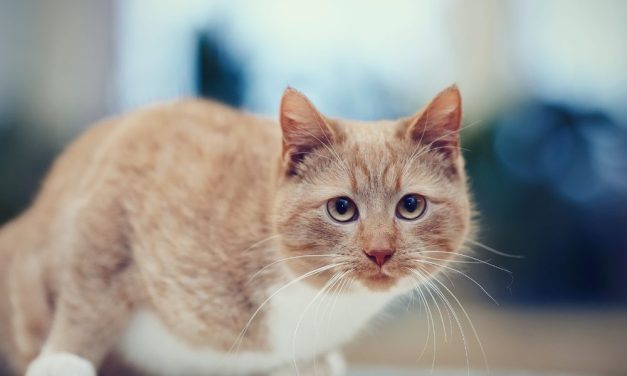 SIGN: Stop Serial Cat Killer Who Reportedly Burned, Beat, and Scalded Animals!