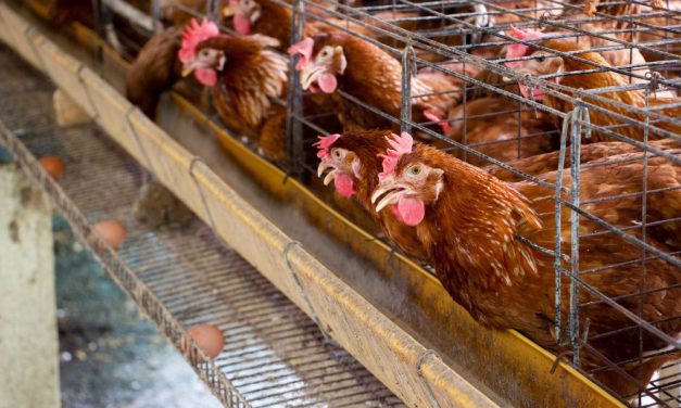 EPA COMPLAINT: Cruel NC Bird Farms Are Hurting People and the Planet