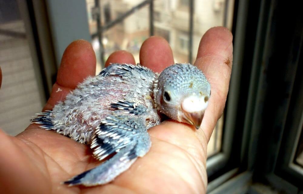 baby parakeet