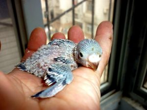 baby parakeet