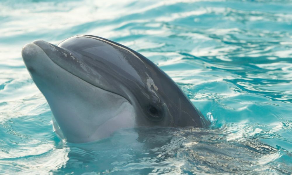 dolphin looking into camera