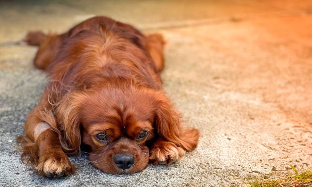 SIGN: Justice for Dog Cemented To Sidewalk And ‘Left to Die’