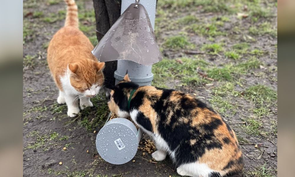 cats at feeders