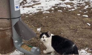 cats at feeder