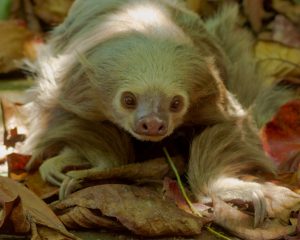 sloth walking on leaves