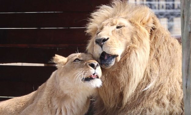 VIDEO: Happy Ending for Loving Lions Rescued From Horrific Circus
