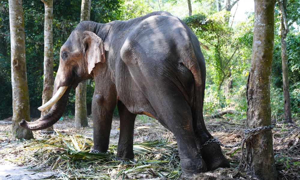 Elephant chained