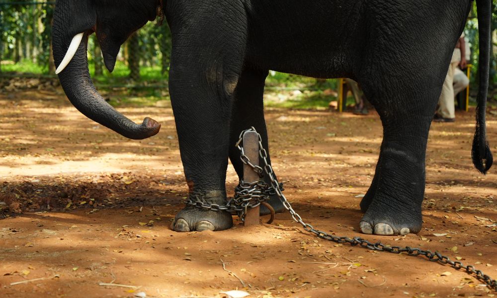 chained elephant