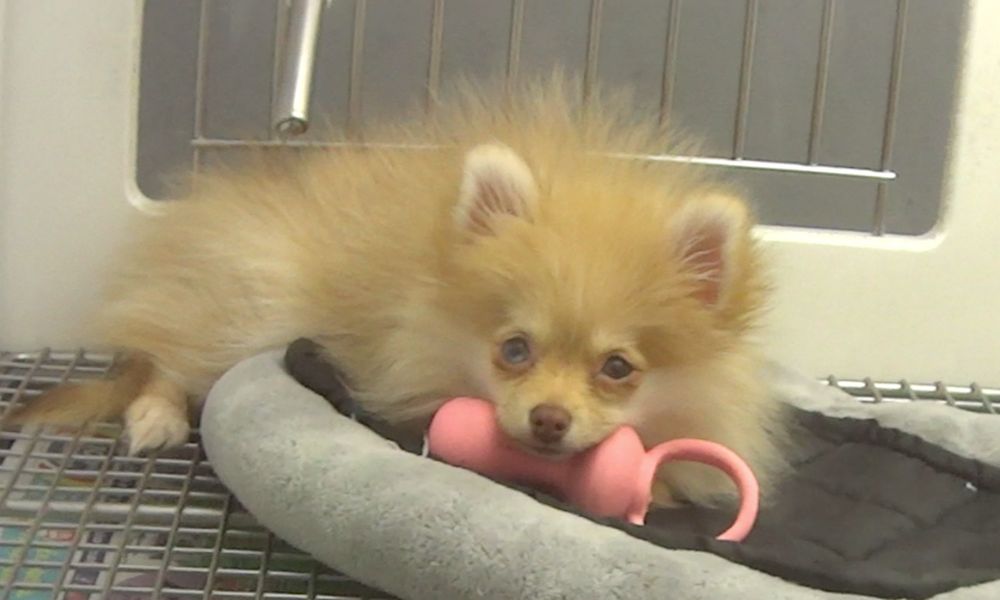 Dog in Pet Store