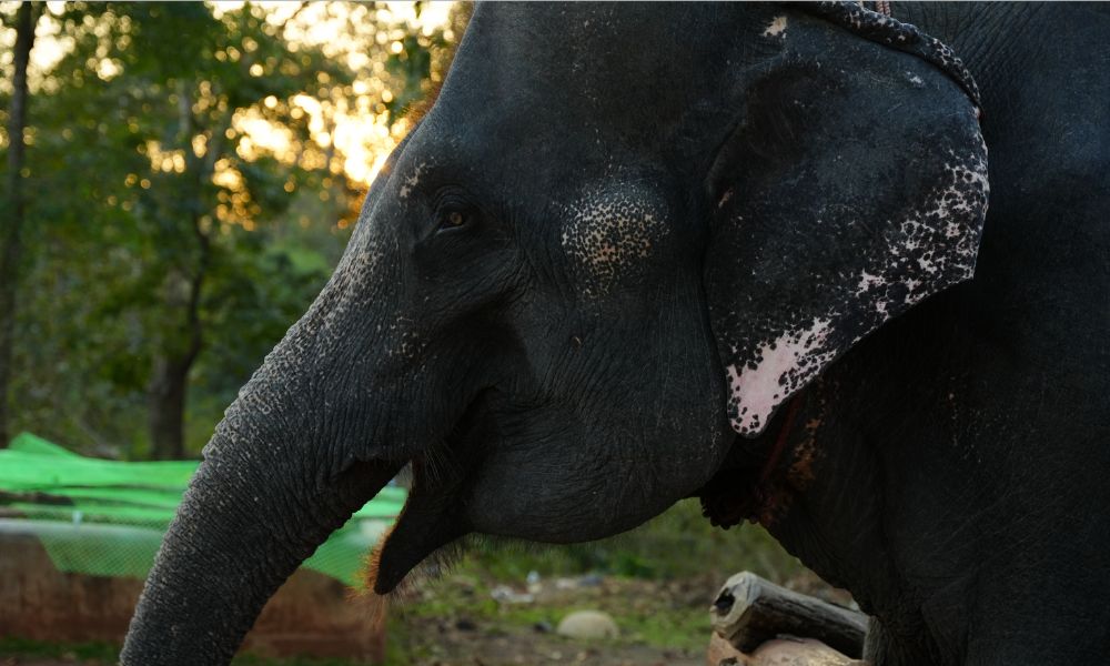 Abscess on elephant