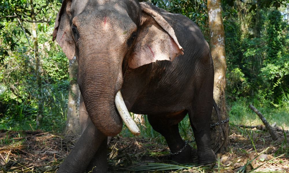 Chained elephant