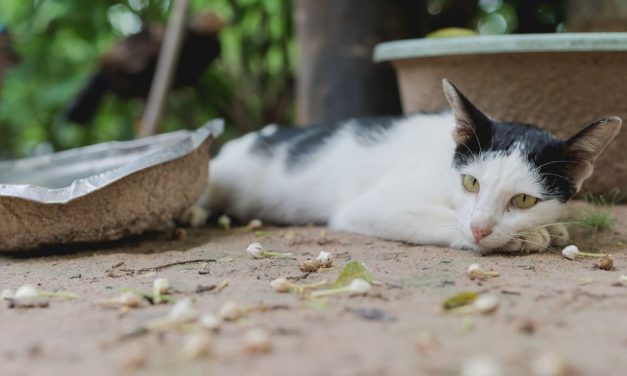 SIGN: Justice for Cats Left to Starve in Abandoned Home