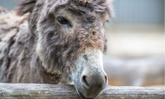 Amazon Sued For Selling Products Made From Slaughtered Donkeys