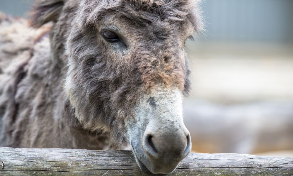 Sad Donkey