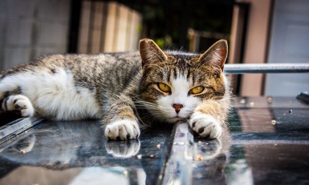 FixNation: Making Los Angeles a More Compassionate Place For Cats