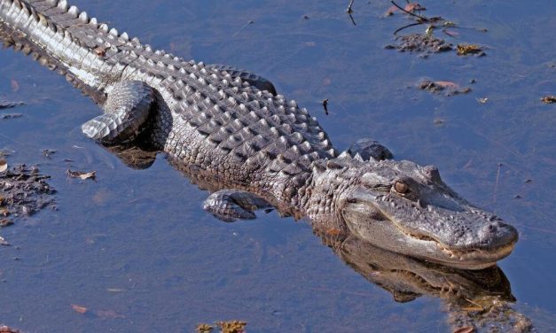SIGN: Justice For Georgie, Alligator With Mouth Taped Shut for 2 Months