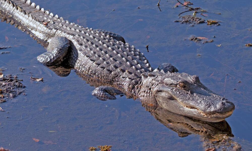 alligator in pond