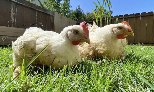 Activists Who Rescued Sick Chickens From Slaughterhouse Truck ‘NOT GUILTY’