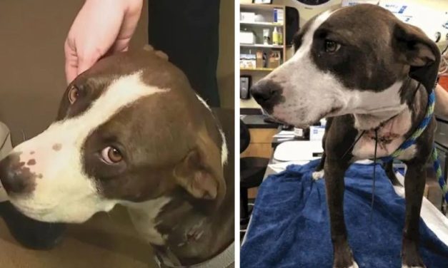 SIGN: Justice For Bloody, Abandoned Dog With Wire Embedded in Neck