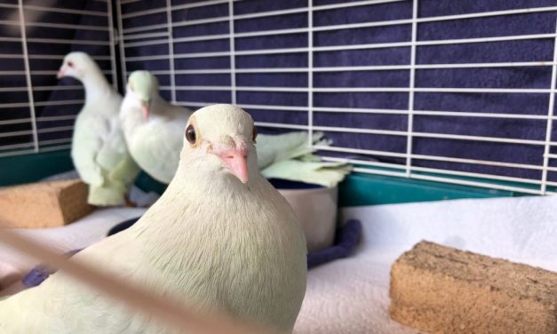 Don’t Buy In to Careless Cruelty: 10 Ways You Can Help Birds Today