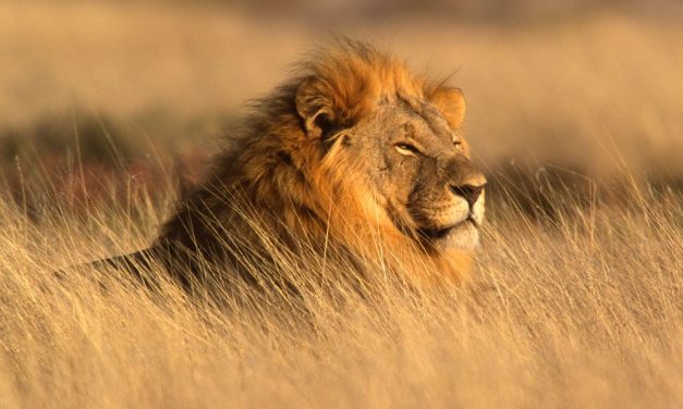PETITION UPDATE: Bill to Ban Cruel Trophy Hunting Passes UK House of Commons
