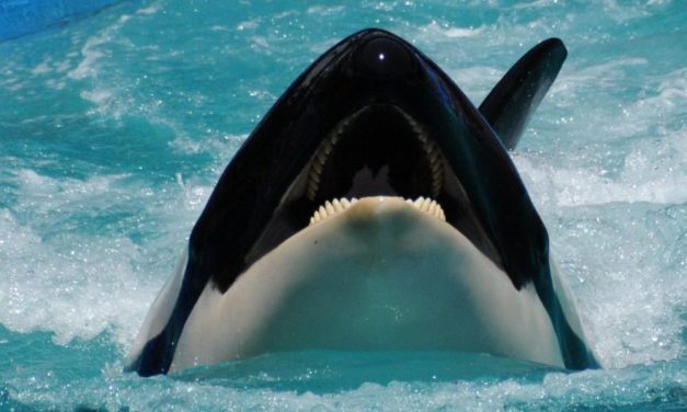 Lolita the Orca Dies After Spending 50+ Years in Barren Tank