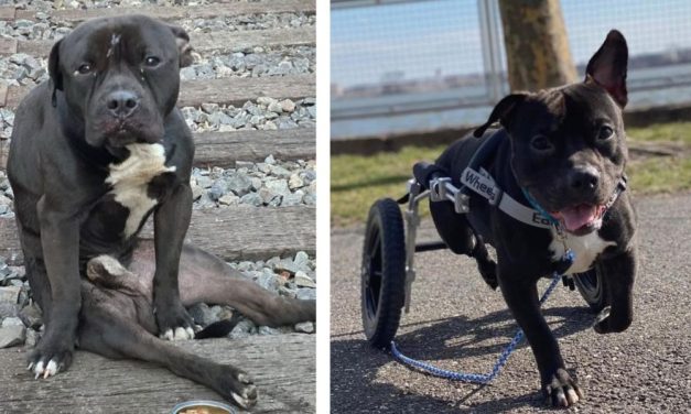 PETITION UPDATE: Paralyzed Dog Abandoned on Railroad Tracks Finds Forever Home!