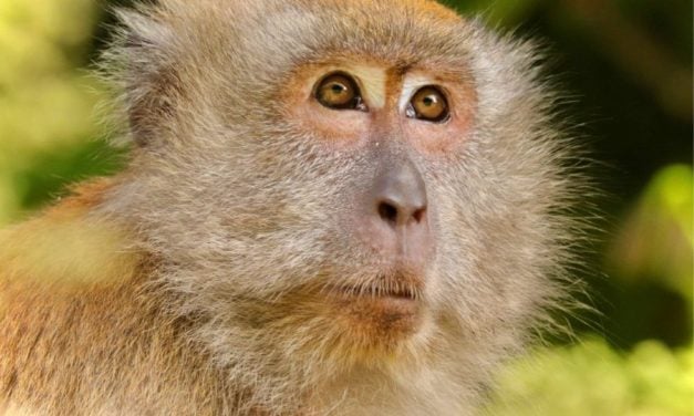 1,000+ Macaques Reportedly Trafficked into US Must Go to Sanctuary