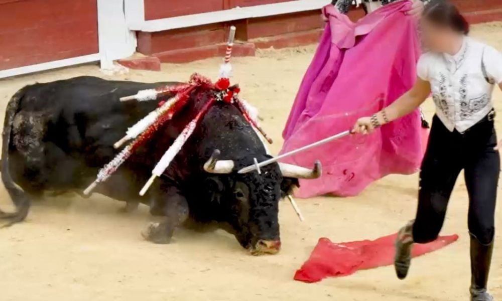 bull with sticks in back during bullfight