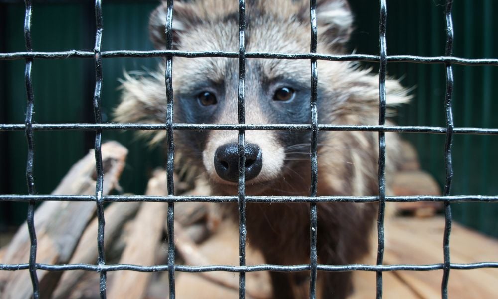 Racoon dog in cage