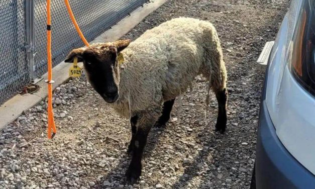 Slaughter-Bound Sheep Who Escaped Are Headed To Sanctuary