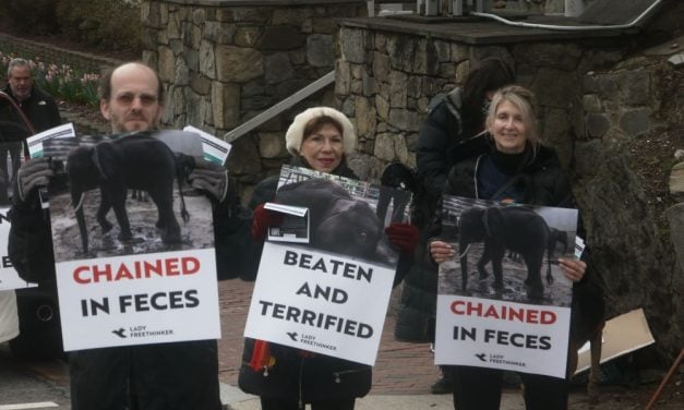 PETITION UPDATE: LFT Protests Elephant Cruelty Outside Thai Embassy