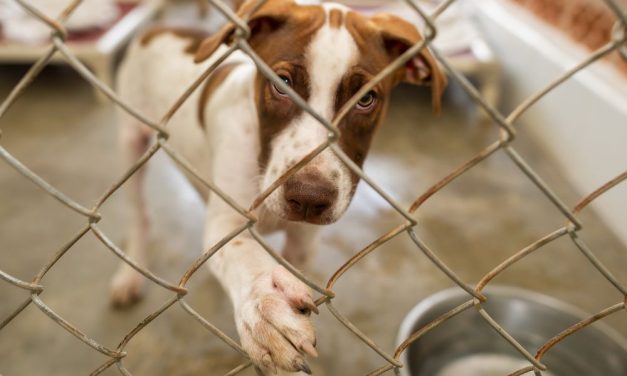 Los Angeles Needs To Overhaul ‘Unacceptable’ Conditions for Shelter Animals