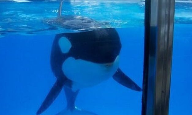 ‘World’s Loneliest Orca’ Kiska Found Dead in Tank at Canadian Amusement Park