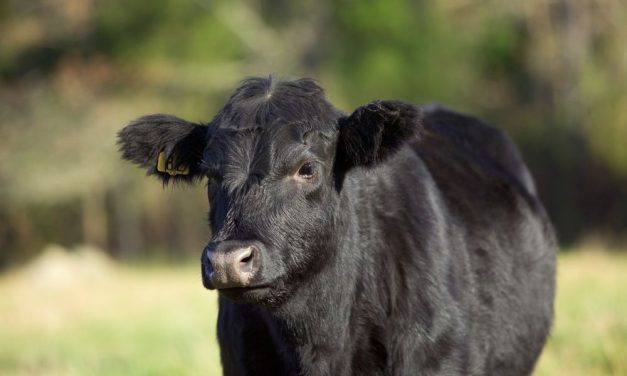 Calf Who Dodged Death at Slaughterhouse Safe at Sanctuary