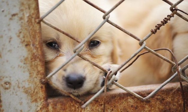 SIGN: Tell Congress To Protect Puppies From Cruel Breeders!
