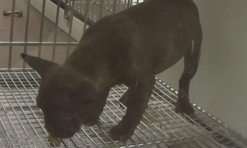 Dog in Pet Store