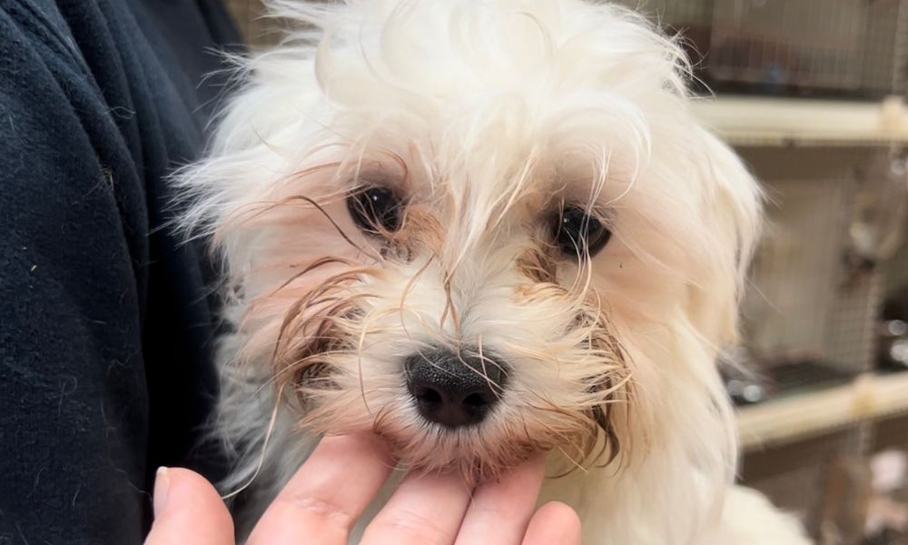 Dog in Pet Store