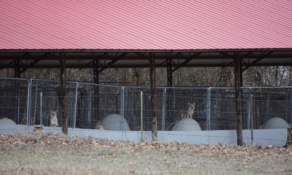 Dogs at Breeding Facility