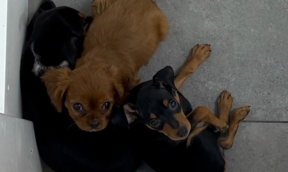 Dogs in Pet Store