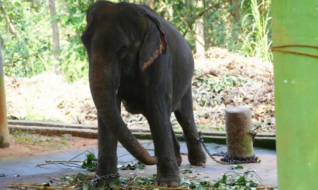 SIGN: Justice for Elephants Chained, Wounded, and Forced to Haul Tourists in India