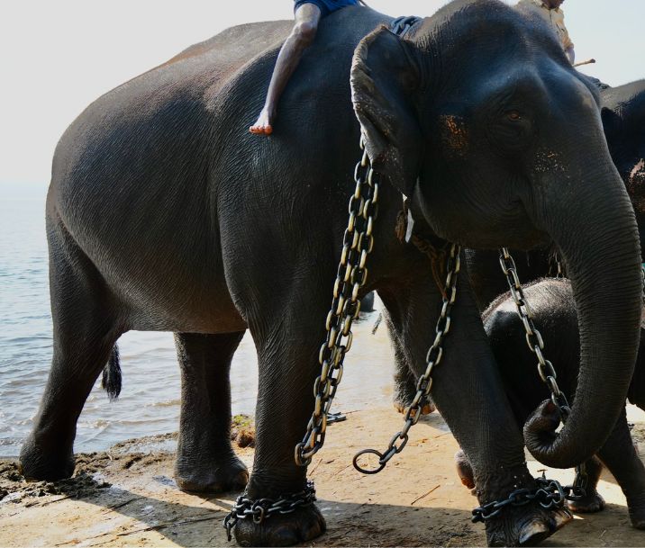 Sakrebyle Elephant Camp